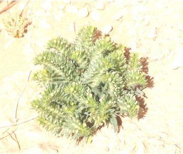 Arnebia decumbens et ses bienfaits