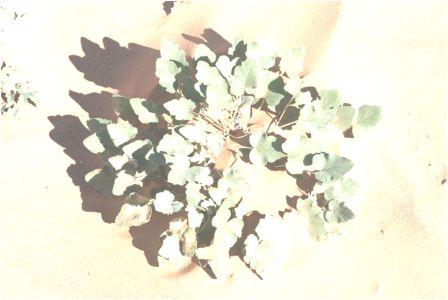 Les bienfaits d’Erodium glaucophyllum …